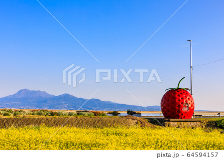 フルーツバス停:イチゴと菜の花 夕景 【長崎県諫早市小長井町】 フルーツバス停:イチゴと菜の花 夕景 【長崎県諫早市小長井町】 64594157