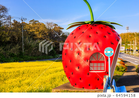 フルーツバス停 イチゴと菜の花 夕景 長崎県諫早市小長井町 の写真素材
