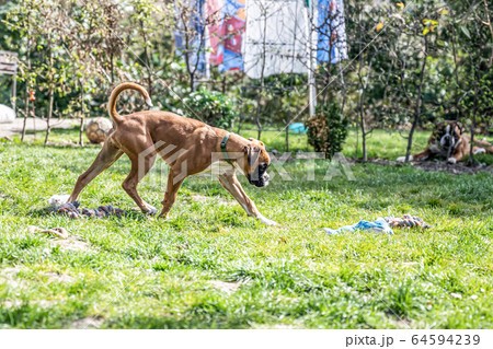 young purebred golden puppy german boxer dog young purebred golden puppy german boxer dog 64594239