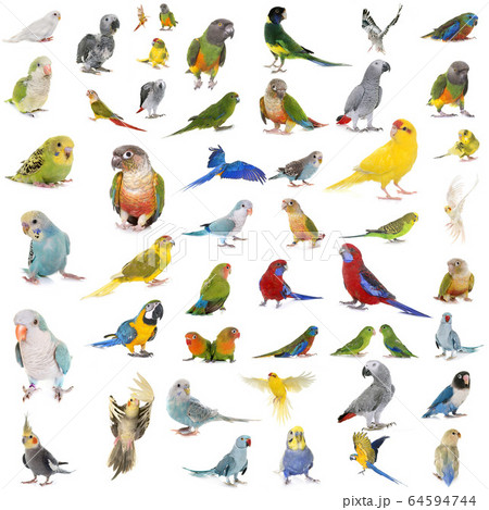 group of Psittacidae group of Psittacidae 64594744