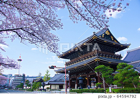 東本願寺の桜2020 64594792