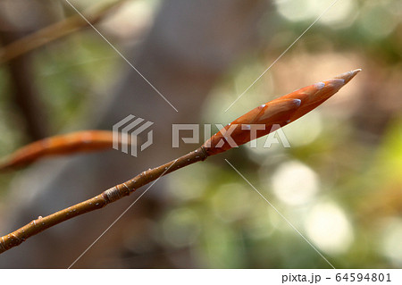 ブナの冬芽-ブナあがりこの森 福島県只見町 ブナの冬芽-ブナあがりこの森 福島県只見町 64594801