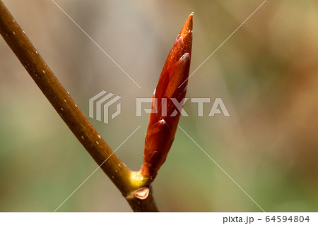 ブナの冬芽－ブナあがりこの森　福島県只見町 64594804