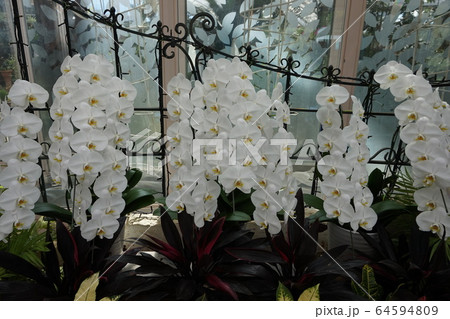 花の館 花の館 64594809