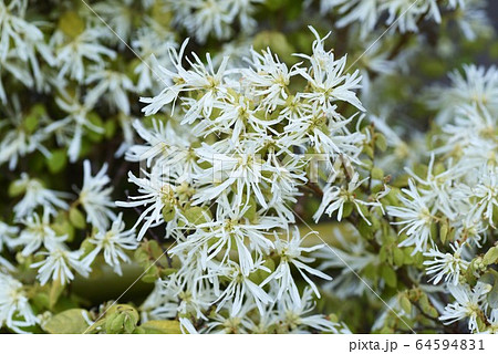 シロバナトキワマンサクの写真素材