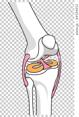 膝関節の構造　靱帯 64594852
