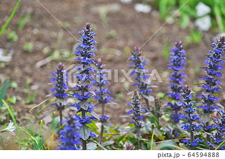 アジュガの花 アジュガの花 64594888