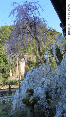 枝垂れ桜と石仏 64594920