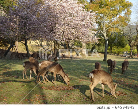 奈良公園 鹿 桜 春 奈良公園 鹿 桜 春 64594945