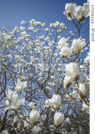 ハクモクレン ハクモクレン 64595023