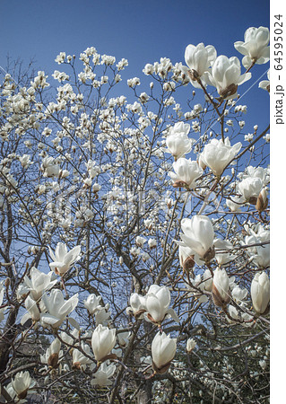 ハクモクレン 64595024