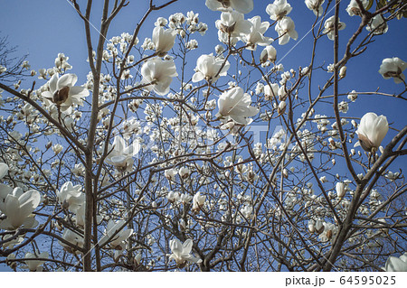 ハクモクレン 64595025