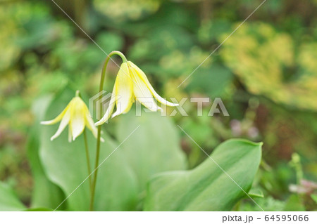 黄色いキバナカタクリの花 64595066