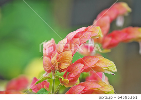 コエビソウの花 64595361