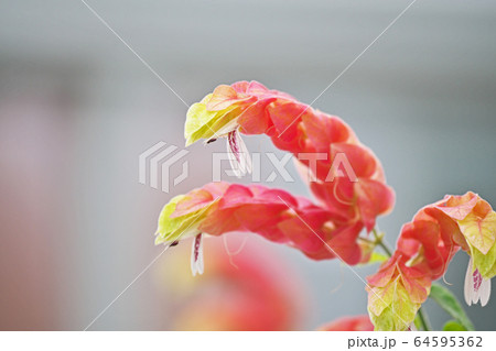 コエビソウの花 コエビソウの花 64595362