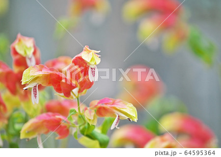 コエビソウの花 64595364