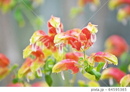 コエビソウの花 64595365