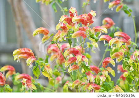 コエビソウの花 コエビソウの花 64595366