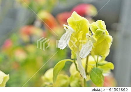 黄色いコエビソウの花 黄色いコエビソウの花 64595369