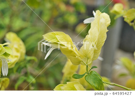 黄色いコエビソウの花 黄色いコエビソウの花 64595427