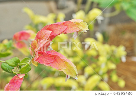 コエビソウの花 コエビソウの花 64595430