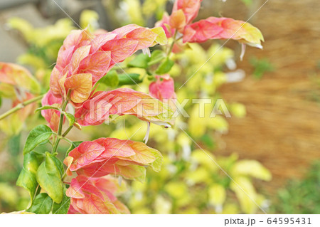 コエビソウの花 コエビソウの花 64595431