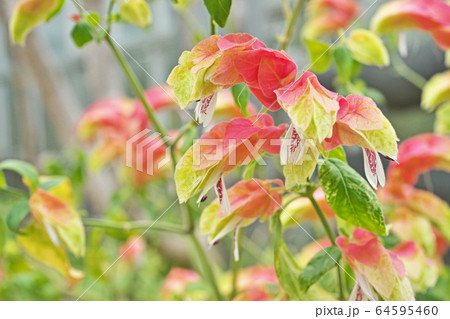 コエビソウの花 64595460