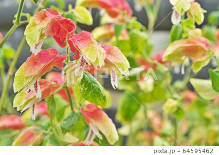 コエビソウの花 コエビソウの花 64595462