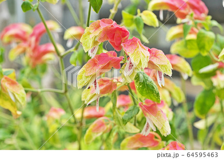 コエビソウの花 64595463