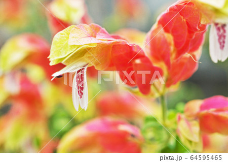 コエビソウの花 コエビソウの花 64595465