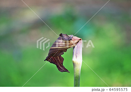 ミミガタテンナンショウの花 ミミガタテンナンショウの花 64595575