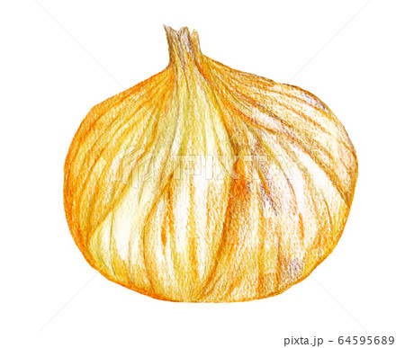 新タマネギ(色鉛筆画)のイラスト素材 [64595689] - PIXTA