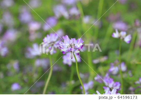 かわいいレンゲの花 の写真素材