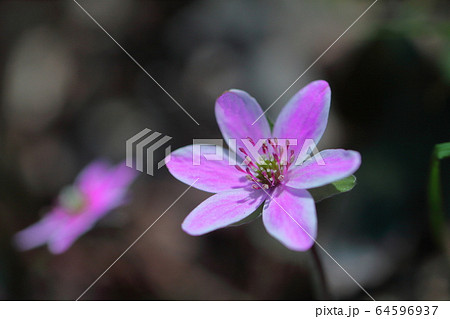 雪の下から顔を出す 雪の下から顔を出す 64596937