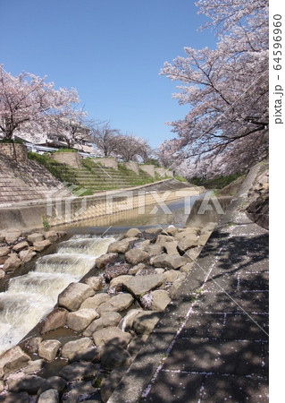奈良市佐保川の桜並木 奈良市佐保川の桜並木 64596960