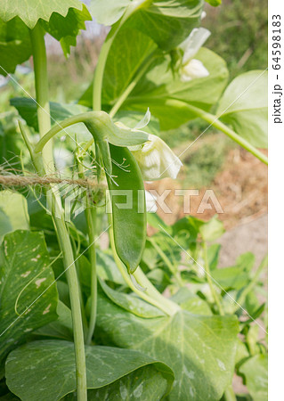 グリーンピースの栽培の写真素材