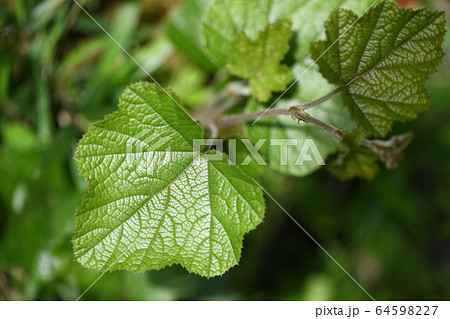 冬苺の若葉 64598227