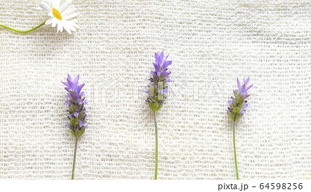 紫色・青色系の小花のクローズアップ 紫色・青色系の小花のクローズアップ 64598256