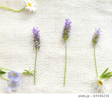 紫色ラベンダー・青色系の小花のクローズアップ 紫色ラベンダー・青色系の小花のクローズアップ 64598259