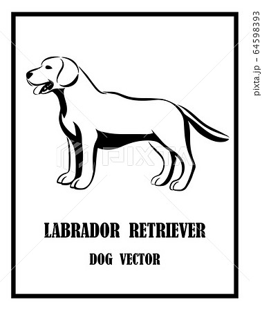 Black and white vector of Labrador Retriever dog. It is standing. Black and white vector of Labrador Retriever dog. It is standing. 64598393