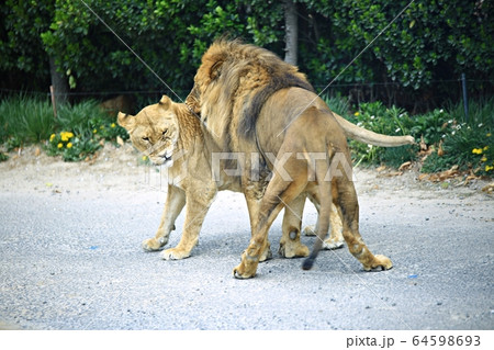 容認 エバーランド スポーツ 64598693