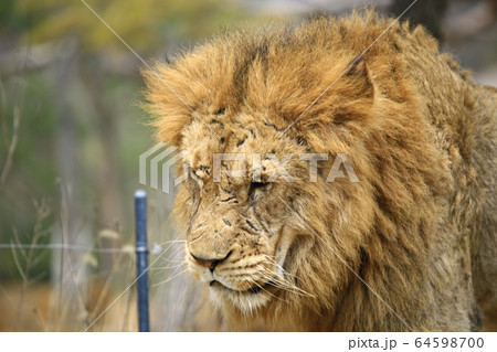 容認 エバーランド スポーツ 64598700