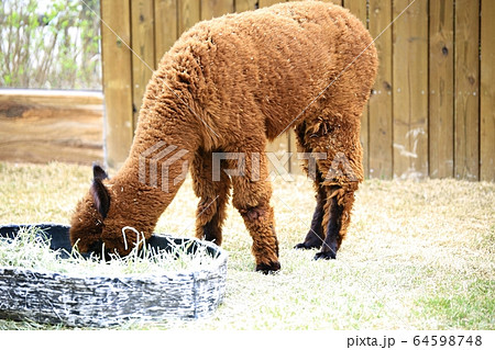 動物 容認 エバーランド 64598748