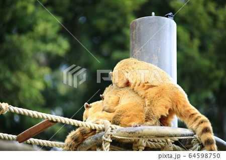 容認 エバーランド スポーツ 64598750