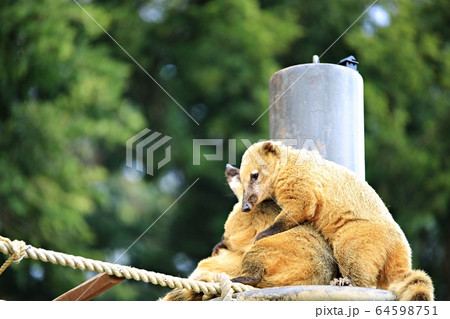 容認 エバーランド スポーツ 64598751