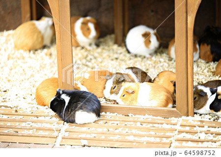 容認 エバーランド スポーツ 64598752