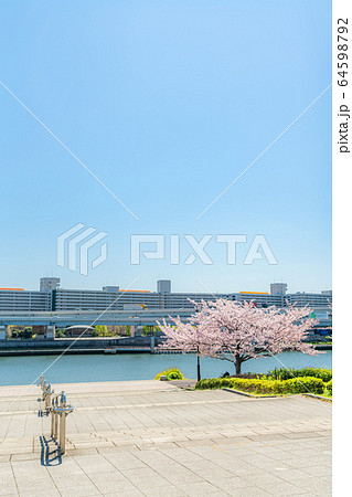 日本の春 汐入公園の桜並木 日本の春 汐入公園の桜並木 64598792