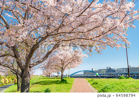 日本の春　汐入公園の桜並木 64598794