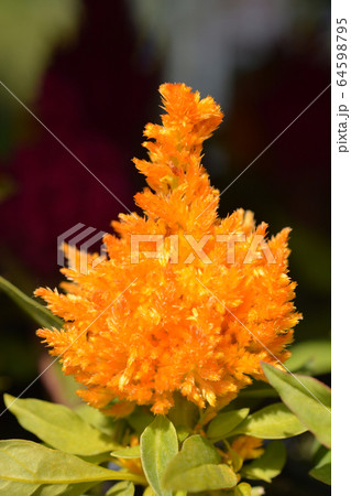Cockscomb Cockscomb 64598795