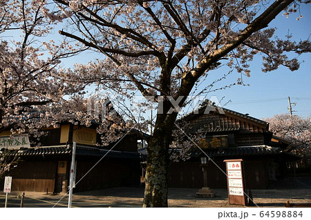 赤福五十鈴川店と桜 64598884